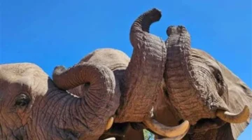 بمناسبة ميلاده في آسام.. فيديو الفيل مومو يوجه رسالة عالمية للرفق بالحيوان